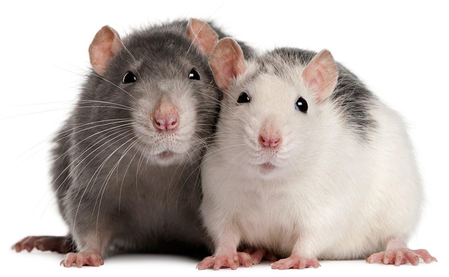 Rats are capable of discerning the rhythms of the human language