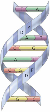 DNA structure strand