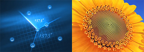 Golden Angle Golden Mean Sunflower Fibonacci