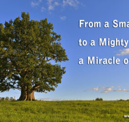 From a Small Acorn to a Mighty Oak, a Miracle of Creation