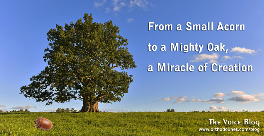 From a Small Acorn to a Mighty Oak, a Miracle of Creation